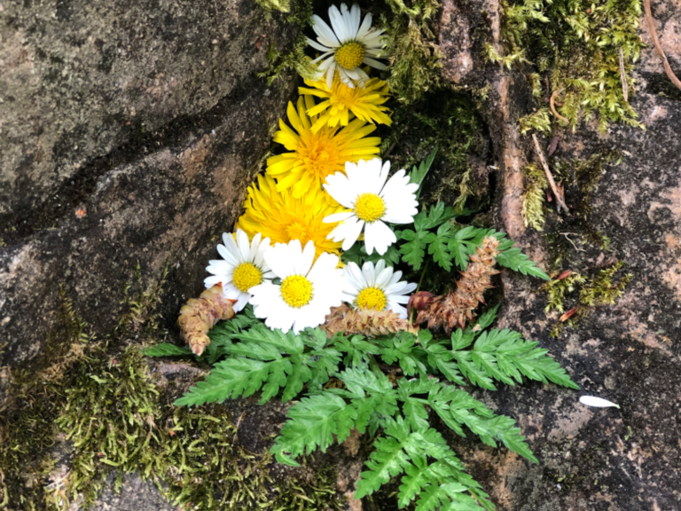 Naturmandala aus Blumen auf Stein