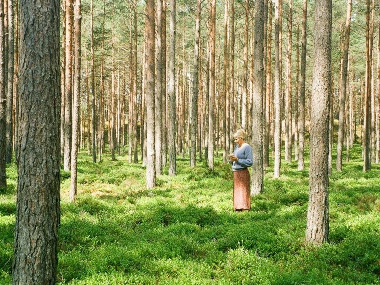 Kiefernzapfen an Eichenblatt hängend