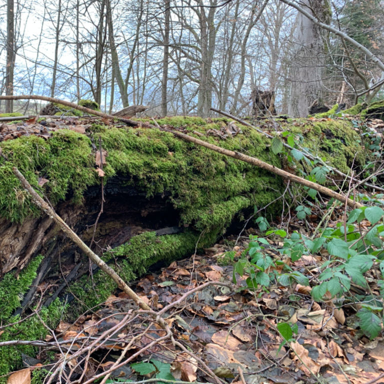 Altes Fenster mit Moos an Gebüsch